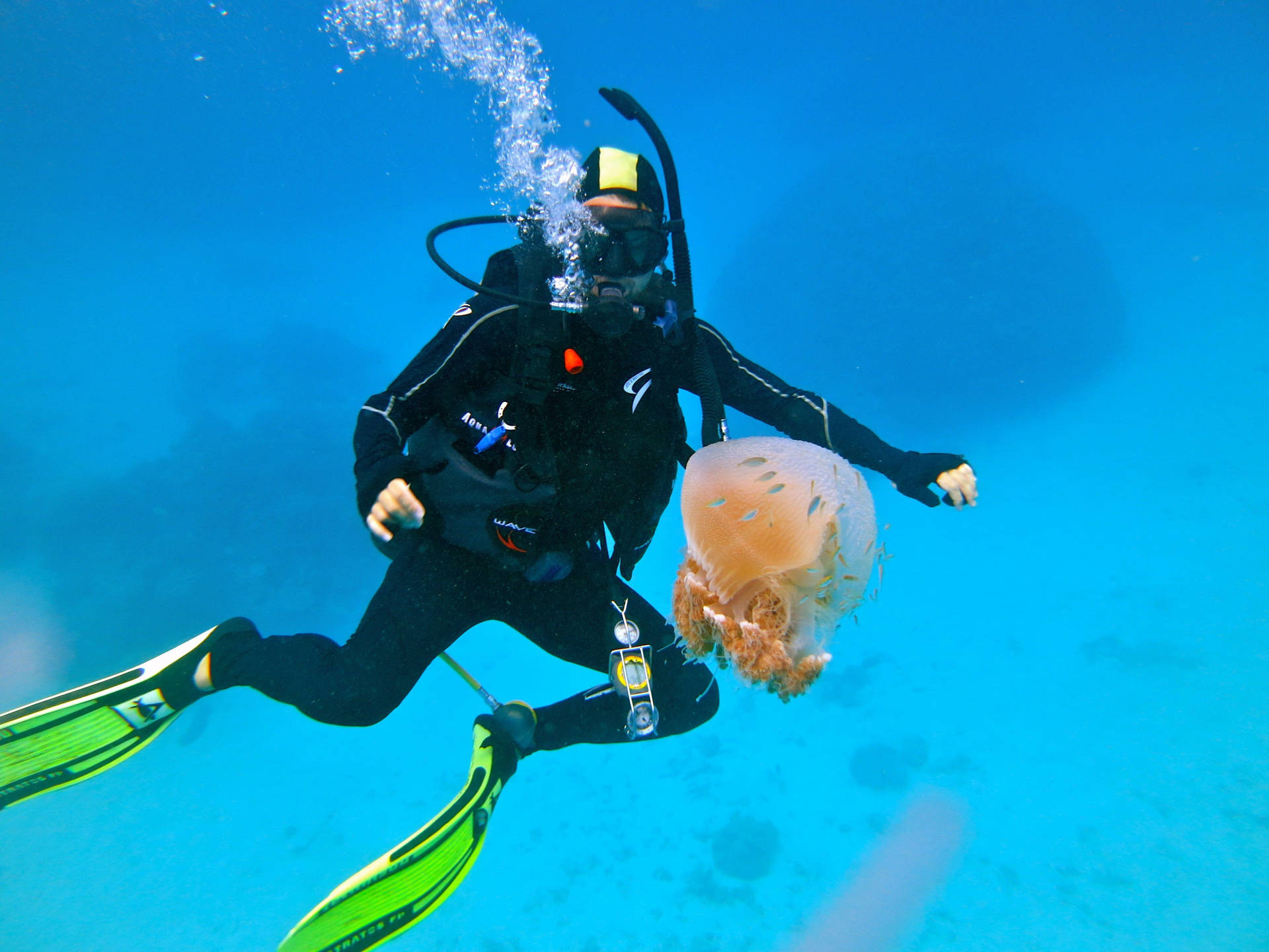 Jellyfish Achtergrond