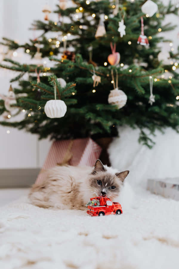 Julen Cat Billeder
