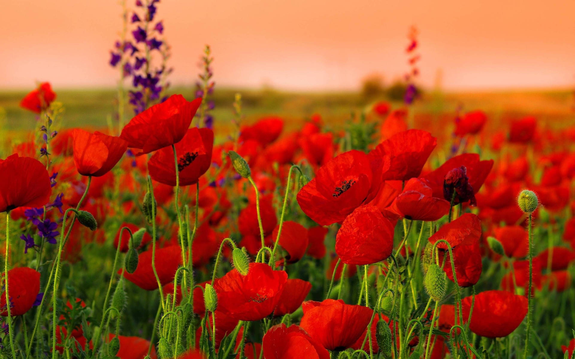 Download Poppies wallpapers for mobile phone free Poppies HD pictures