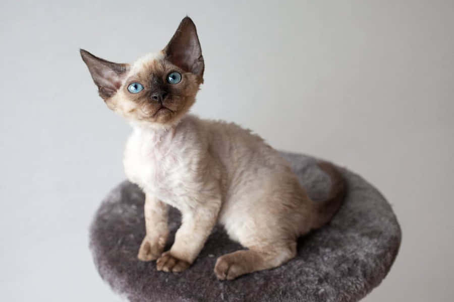 [100+] Devon Rex Wallpapers | Wallpapers.com