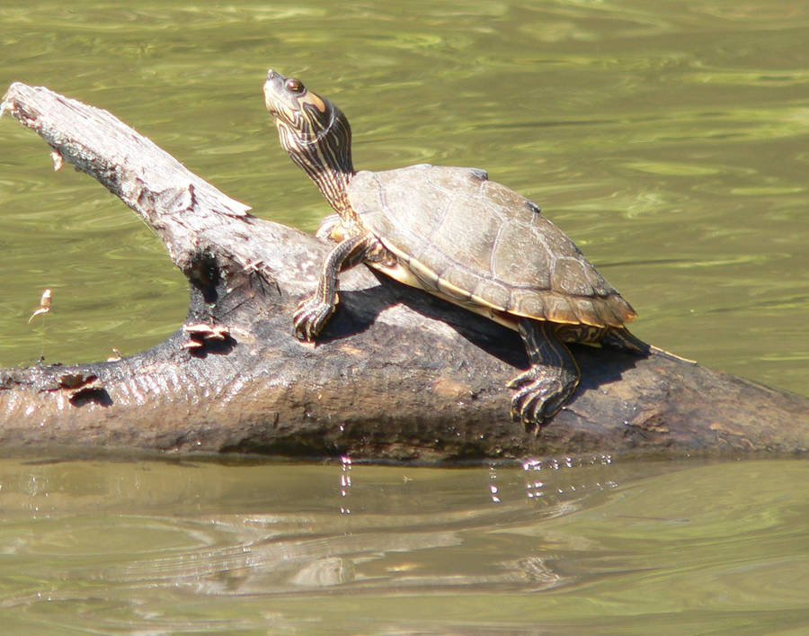 Kaart Schildpad Achtergrond