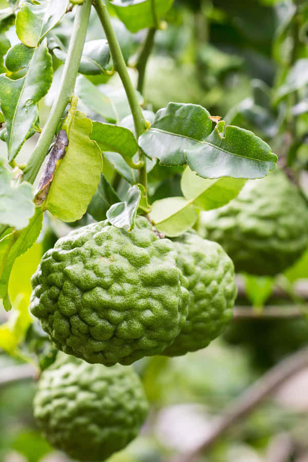 Kaffir Lime Wallpaper