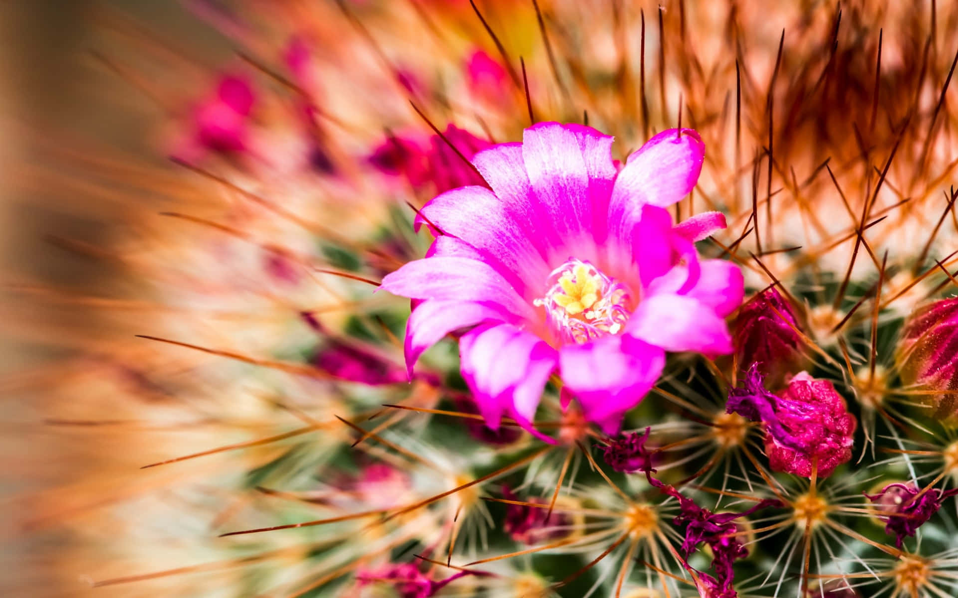 Kaktus Blumenbilder