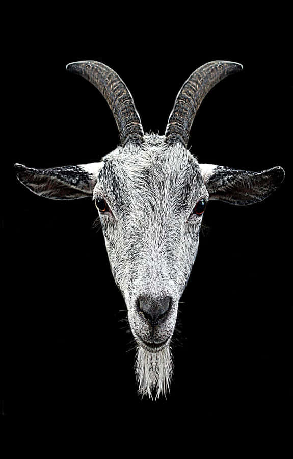 Close-up wajah kambing putih dengan tanduk melengkung dengan latar belakang hitam. — Kambing Lucu Wallpaper