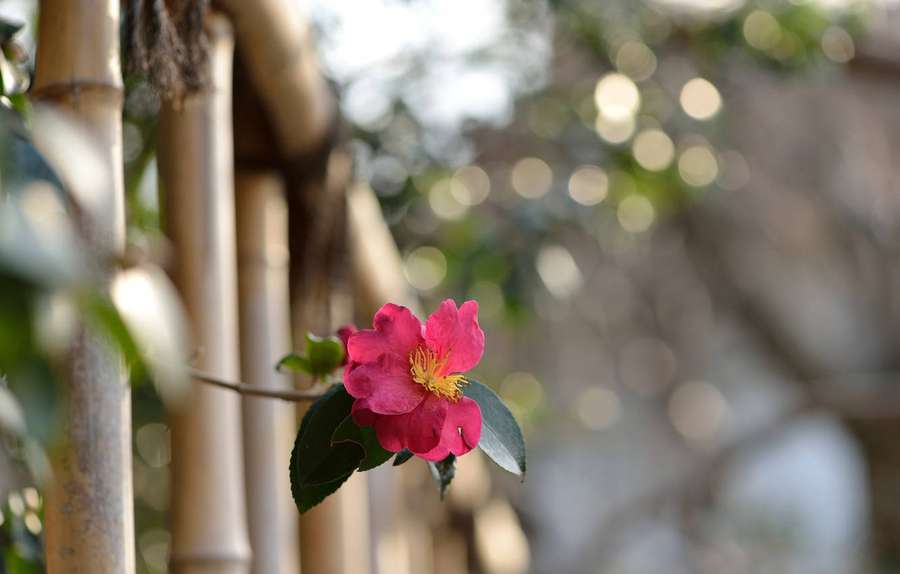 Eine rosa Kamelienblüte mit gelber Mitte blüht in der Nähe von Bambusstängeln in weichem Sonnenlicht. — Kamelie Wallpaper