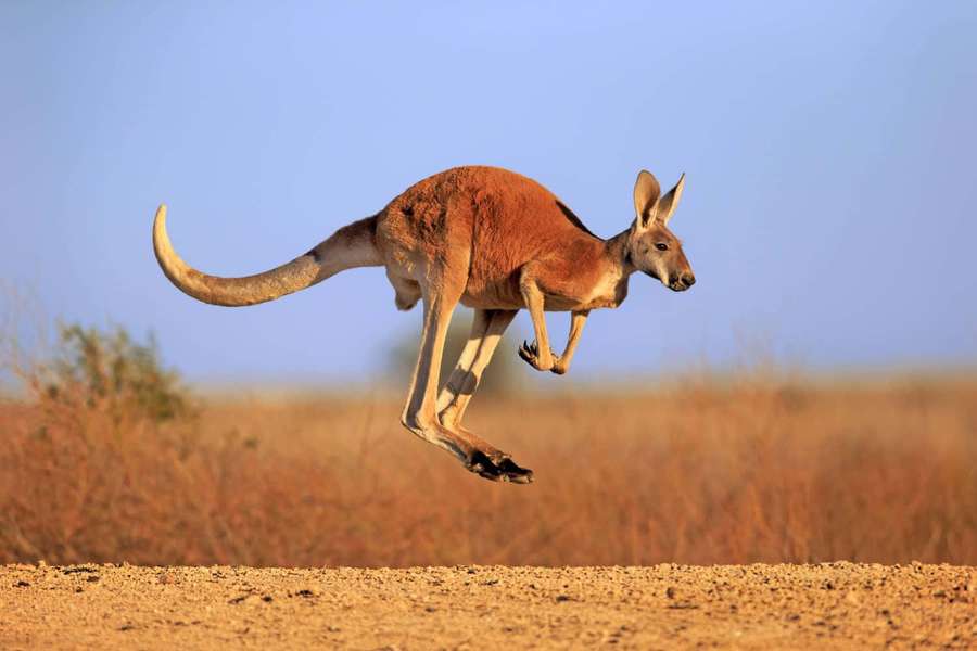 Red kangaroo mid-leap in dry grassland under clear blue sky — Kangaroo Picture