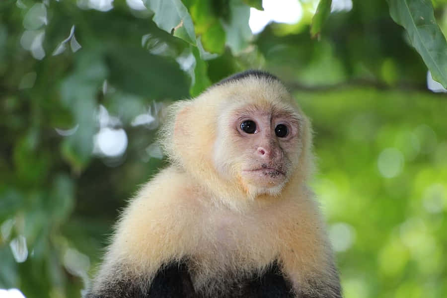 Kapusiinimonkey Taustakuva