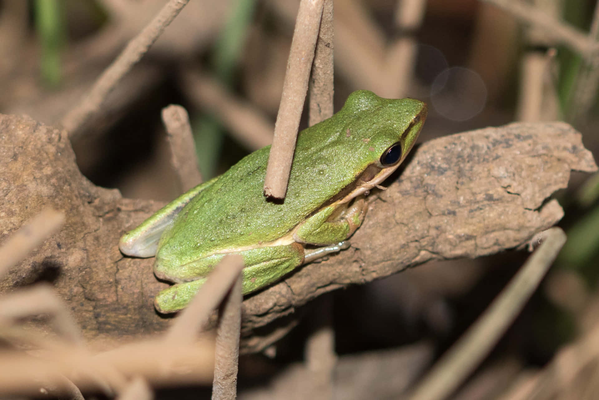 Katak Pohon Wallpaper