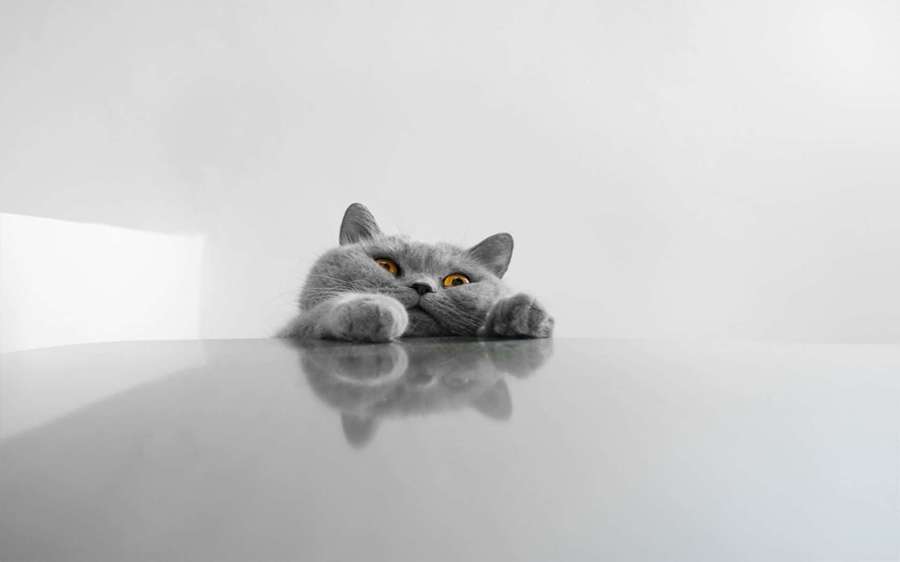 Grå katt med oransje øyne titter over en reflekterende overflate i et hvitt studio. — Katt Desktop Bakgrunner