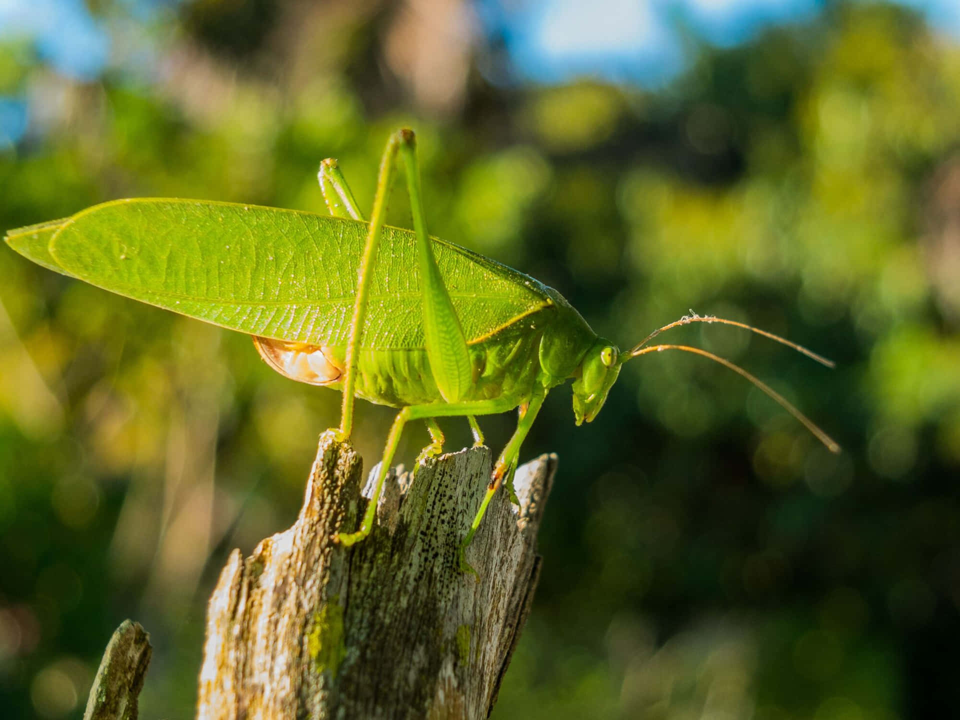 Katydid Wallpaper