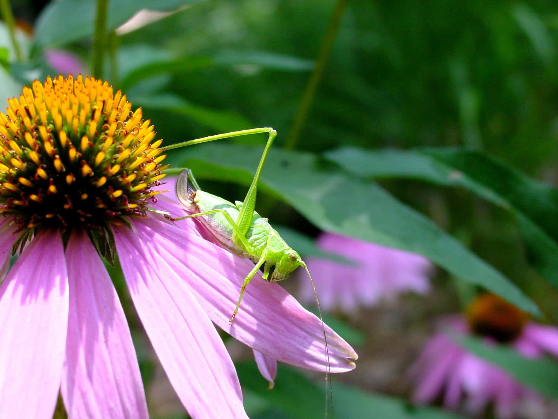 Katydid Fond d'écran