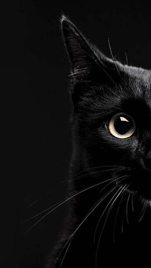 Nahaufnahme des Gesichts einer schwarzen Katze mit einem leuchtenden Auge vor dunklem Hintergrund. — Katze iPhone Wallpaper