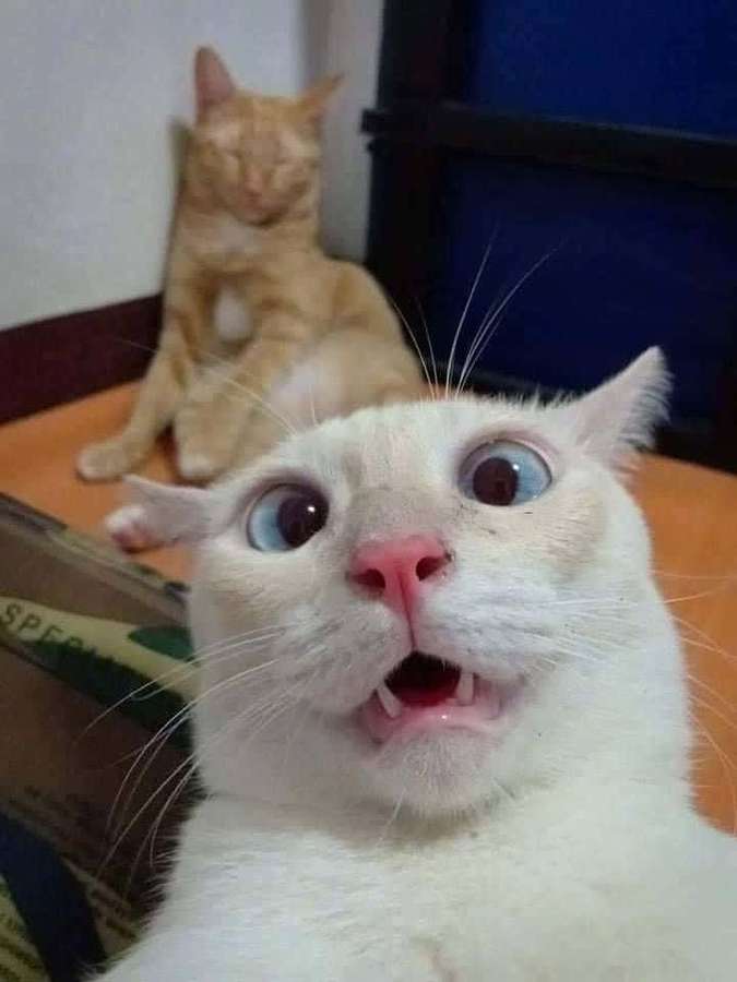 Eine weiße Katze mit großen Augen und offenem Mund sieht drinnen überrascht aus, während eine orangefarbene Katze dahinter schläft. — Katzen meme Wallpaper