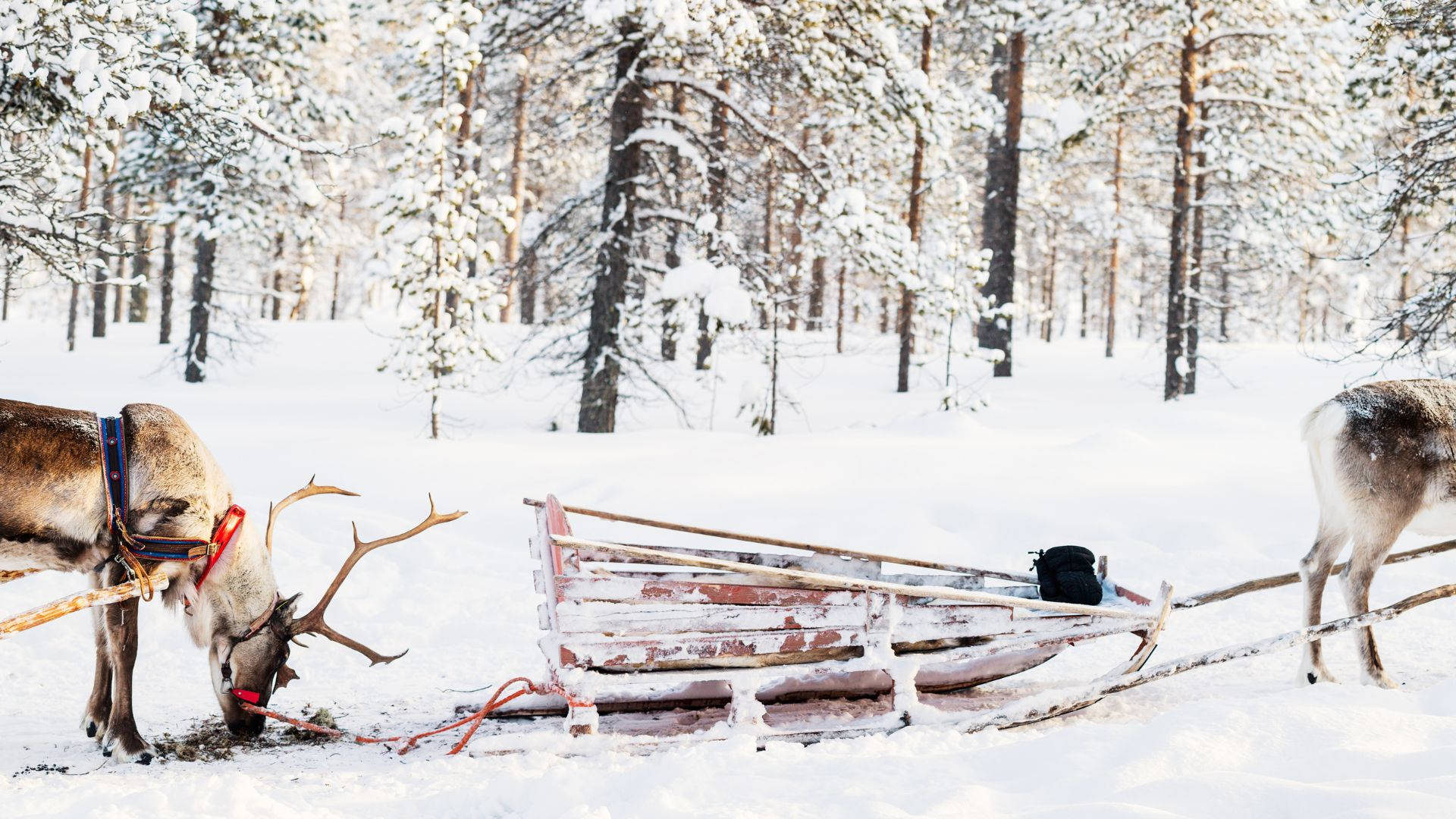 Kelkkailu Taustakuva