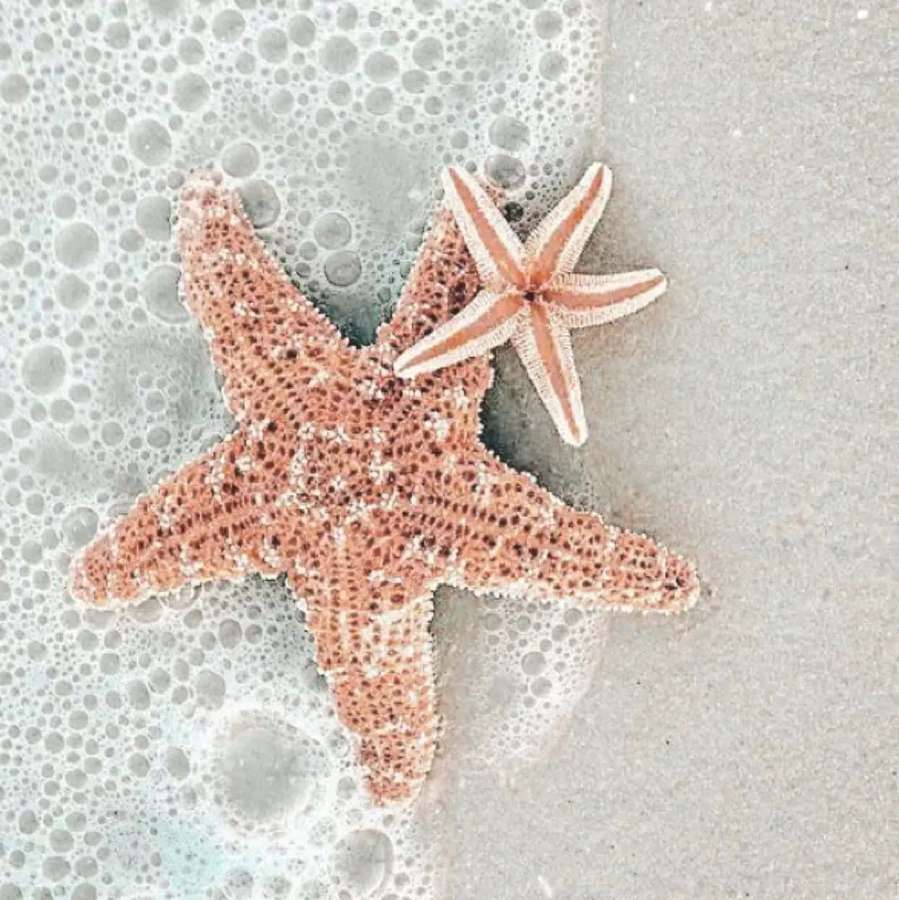 Two starfish on wet sand with ocean foam — Kelpfish Wallpaper