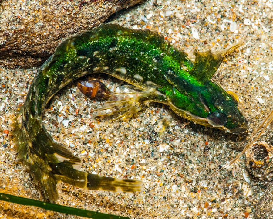 Kelpfisk Bakgrunnsbildet