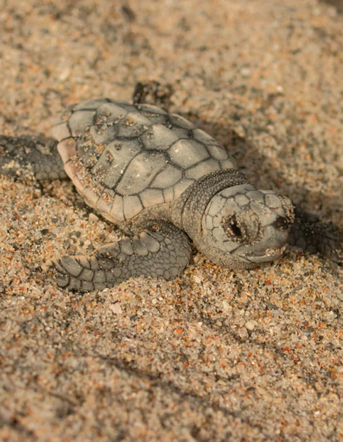 Kempin Ridley-merikilpikonna Taustakuva