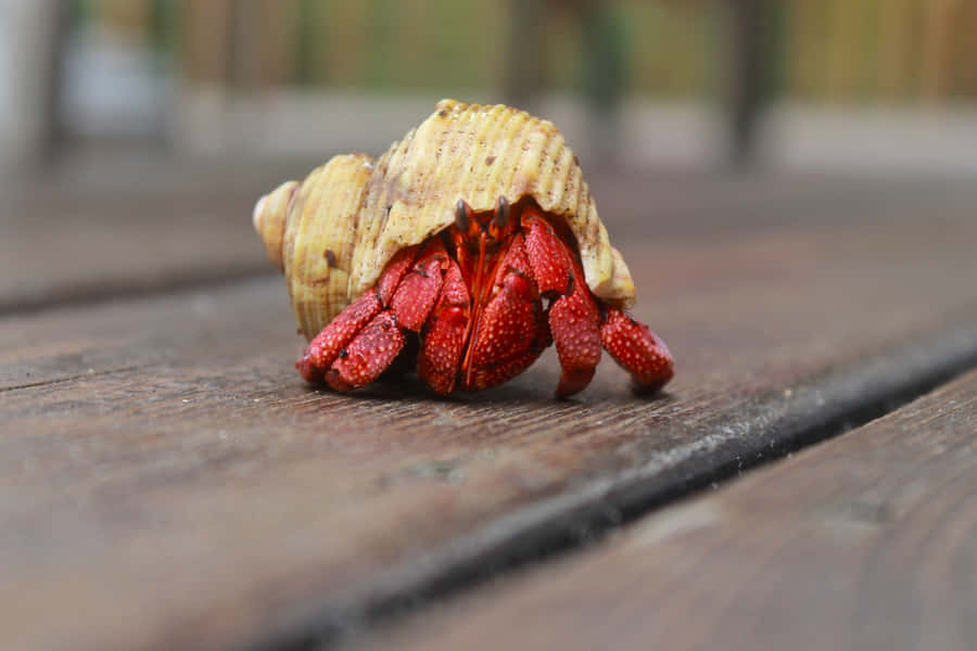 Kepiting Hermit Wallpaper
