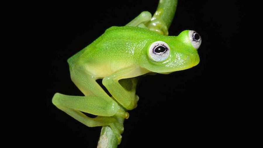Uma rã verde transparente com olhos grandes agarrada a um caule de planta. — Kermit, o sapo Papéis de Parede