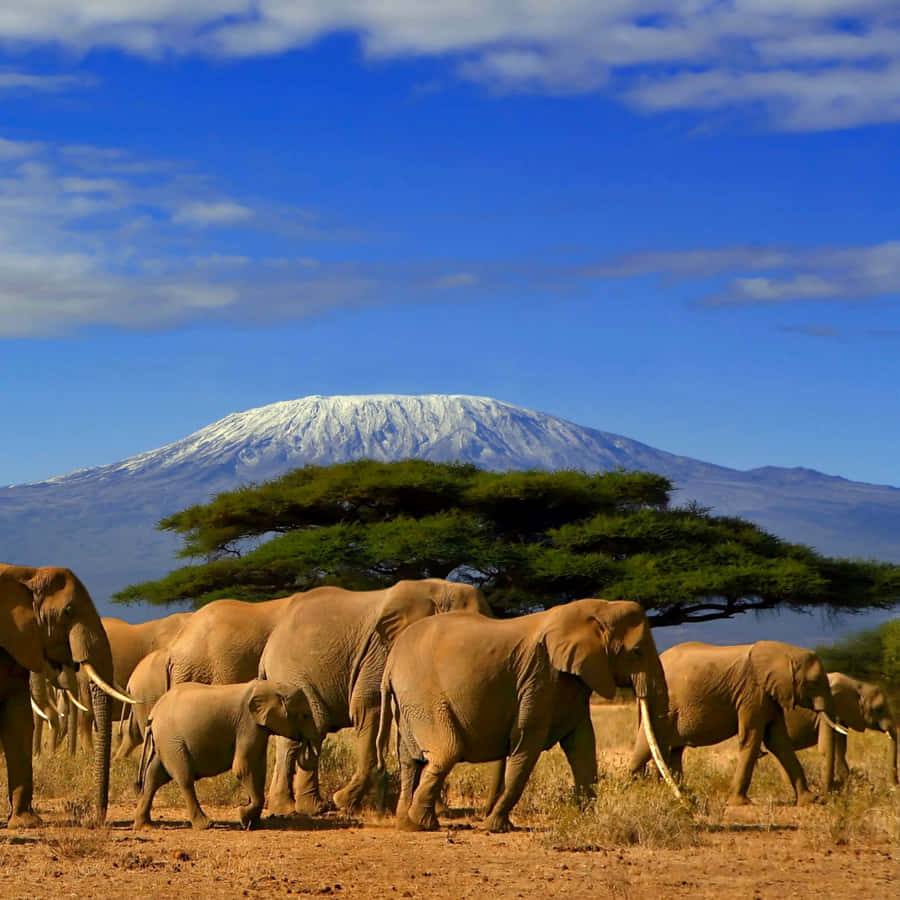 Kilimandscharo Wallpaper