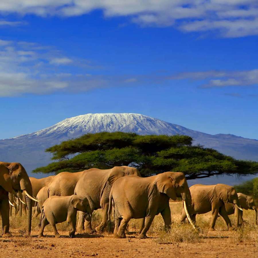 Elephant herd walking in African savanna with snow-capped mountain in background. — Kilimanjaro Wallpaper