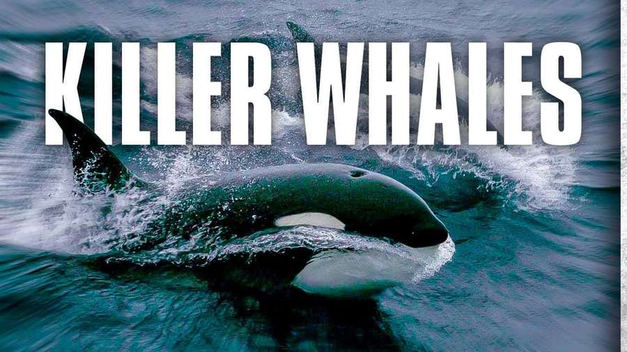Spækhugger springer op af havets vand og skaber stænk — Killer Whale Wallpapers