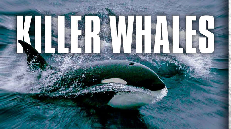 Killer Whale Wallpaper