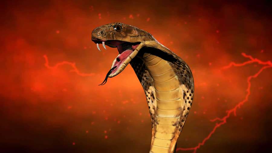 Eine Kobra mit gespreizter Haube und entblößten Fangzähnen vor einem feurig roten Blitzhintergrund. — King Cobra Bilder
