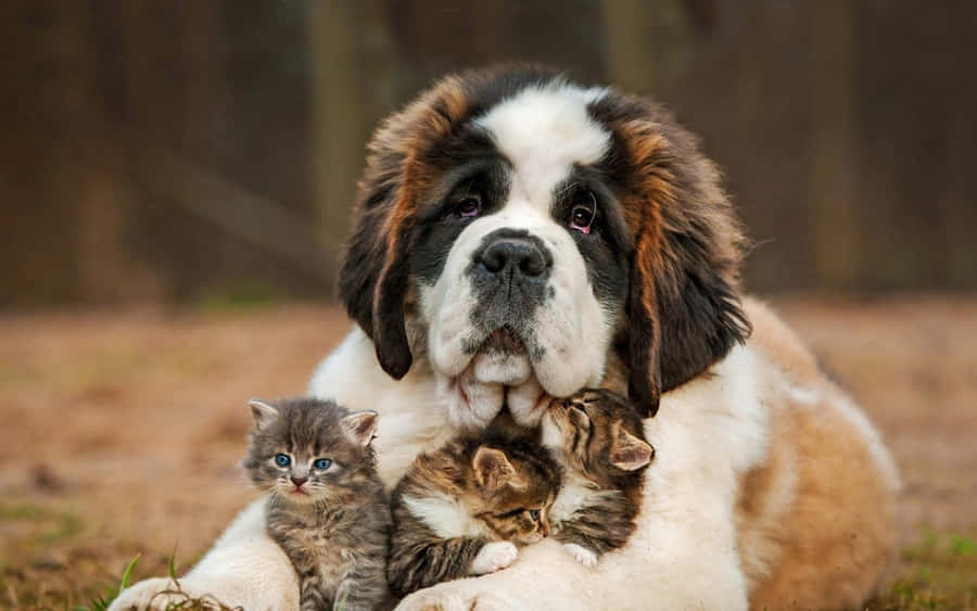 Kitten En Puppy Achtergrond