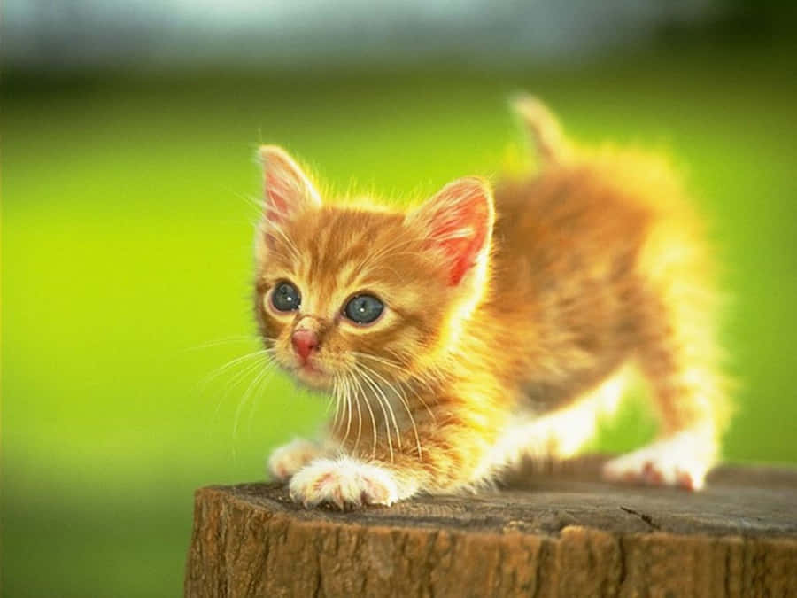 Kitten Pictures Wallpaper