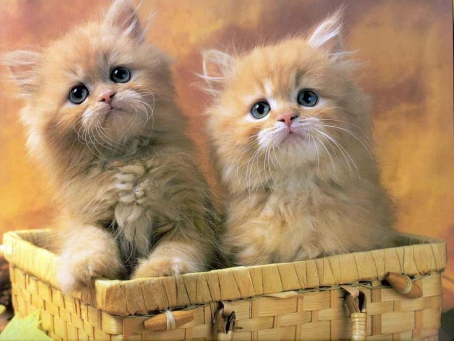 Two fluffy orange kittens with blue eyes sitting in a woven basket. — Kittens Picture