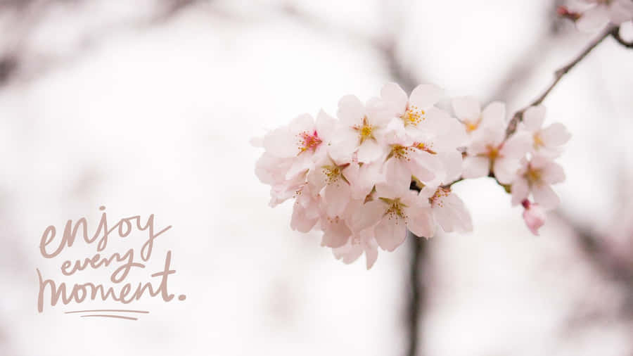 Free Simple Spring Wallpaper Downloads, [100+] Simple Spring Wallpapers for  FREE 