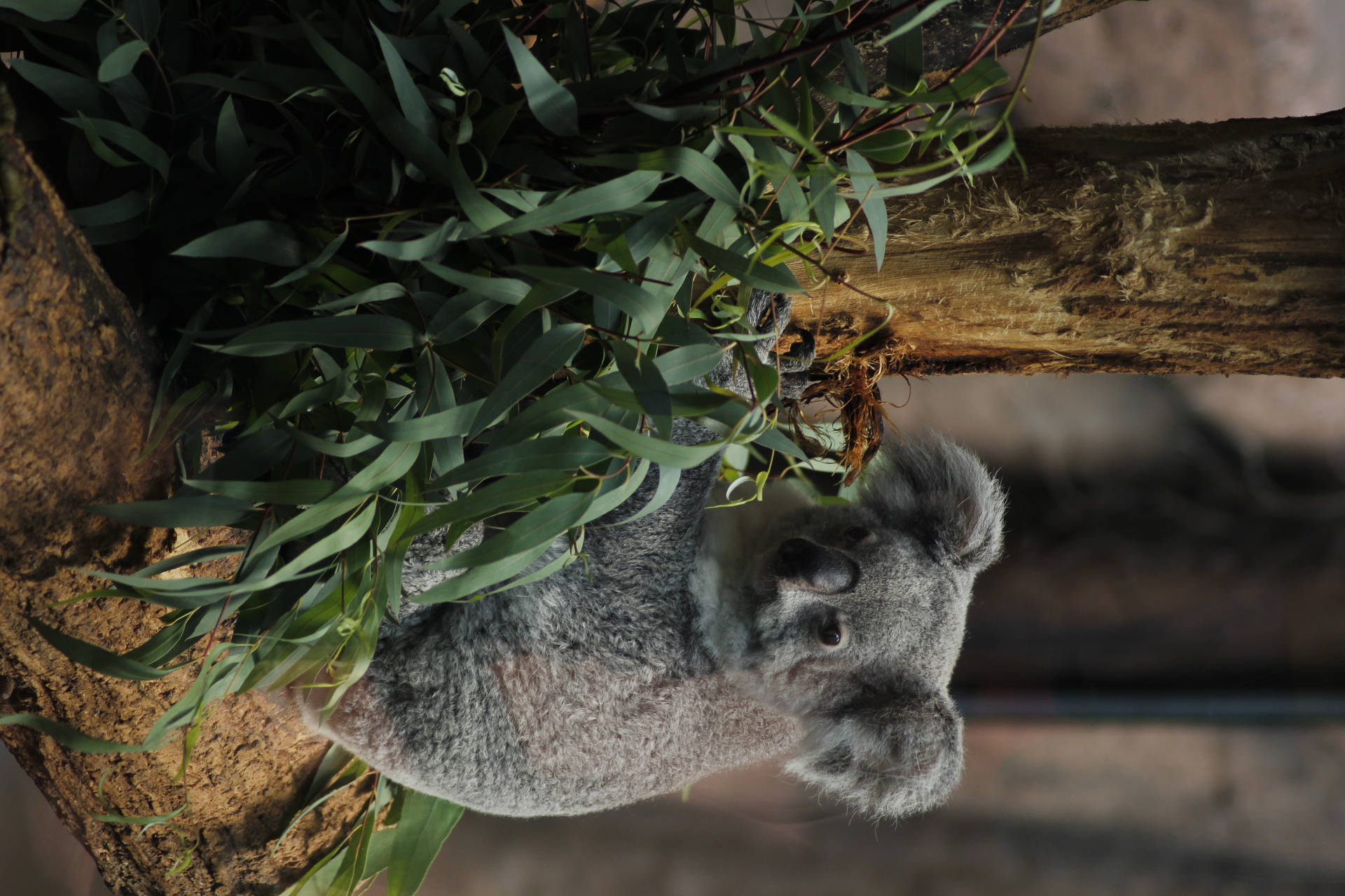 Koala Fond d'écran