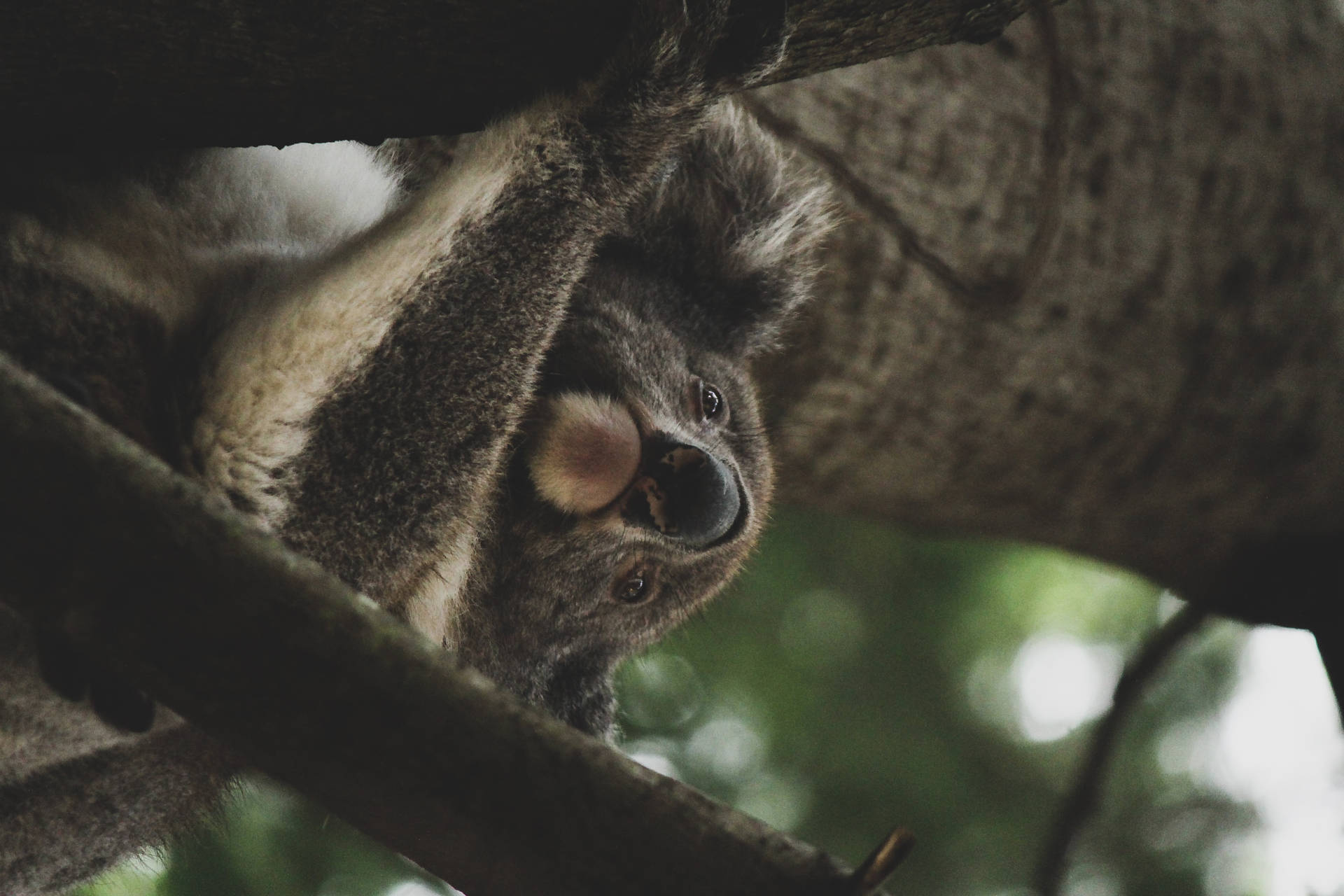 Koala Baggrunde