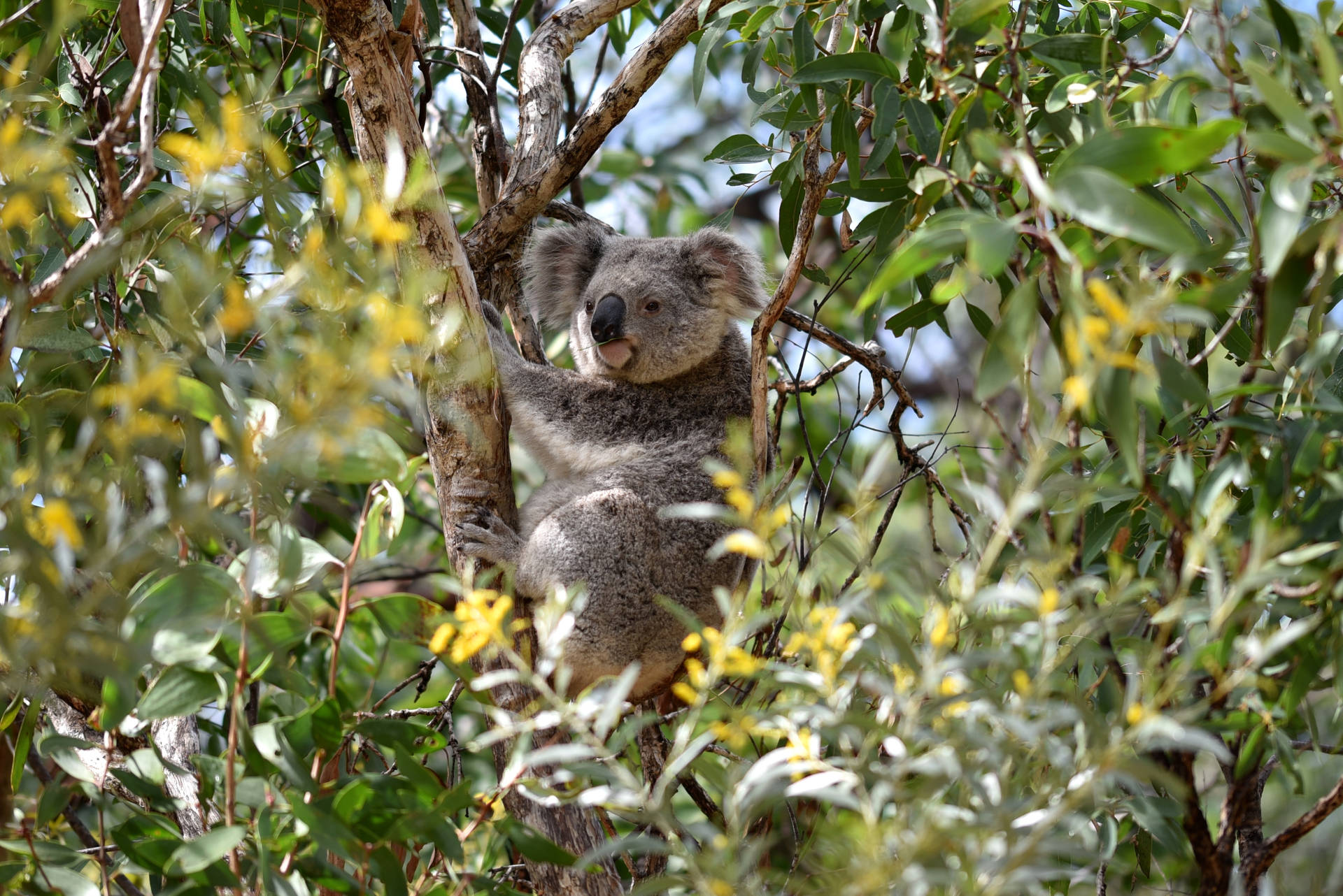 Koala Billeder
