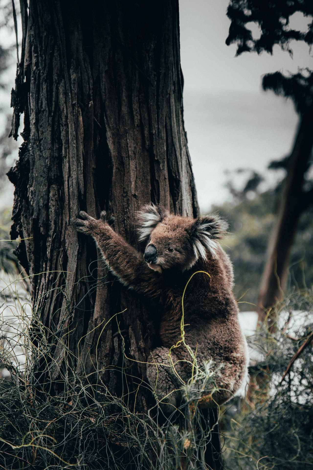 Koala Sfondo