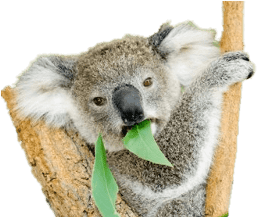 Koala Png