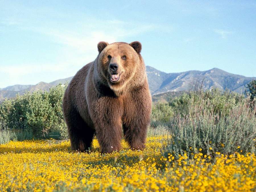 Ein Braunbär, der in einem Feld gelber Blumen mit Bergen im Hintergrund steht. — Kodiak Wallpaper