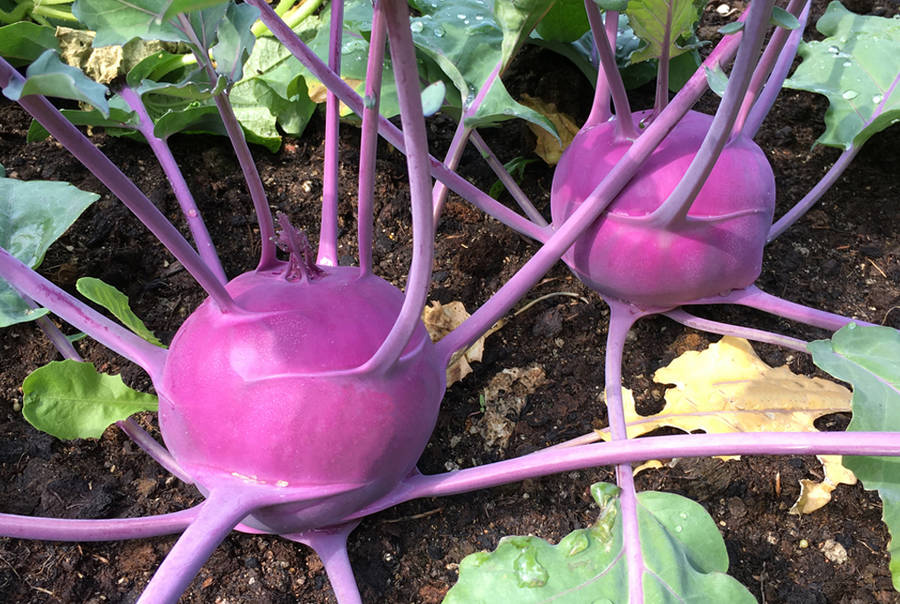 Kohlrabi Bakgrunnsbildet