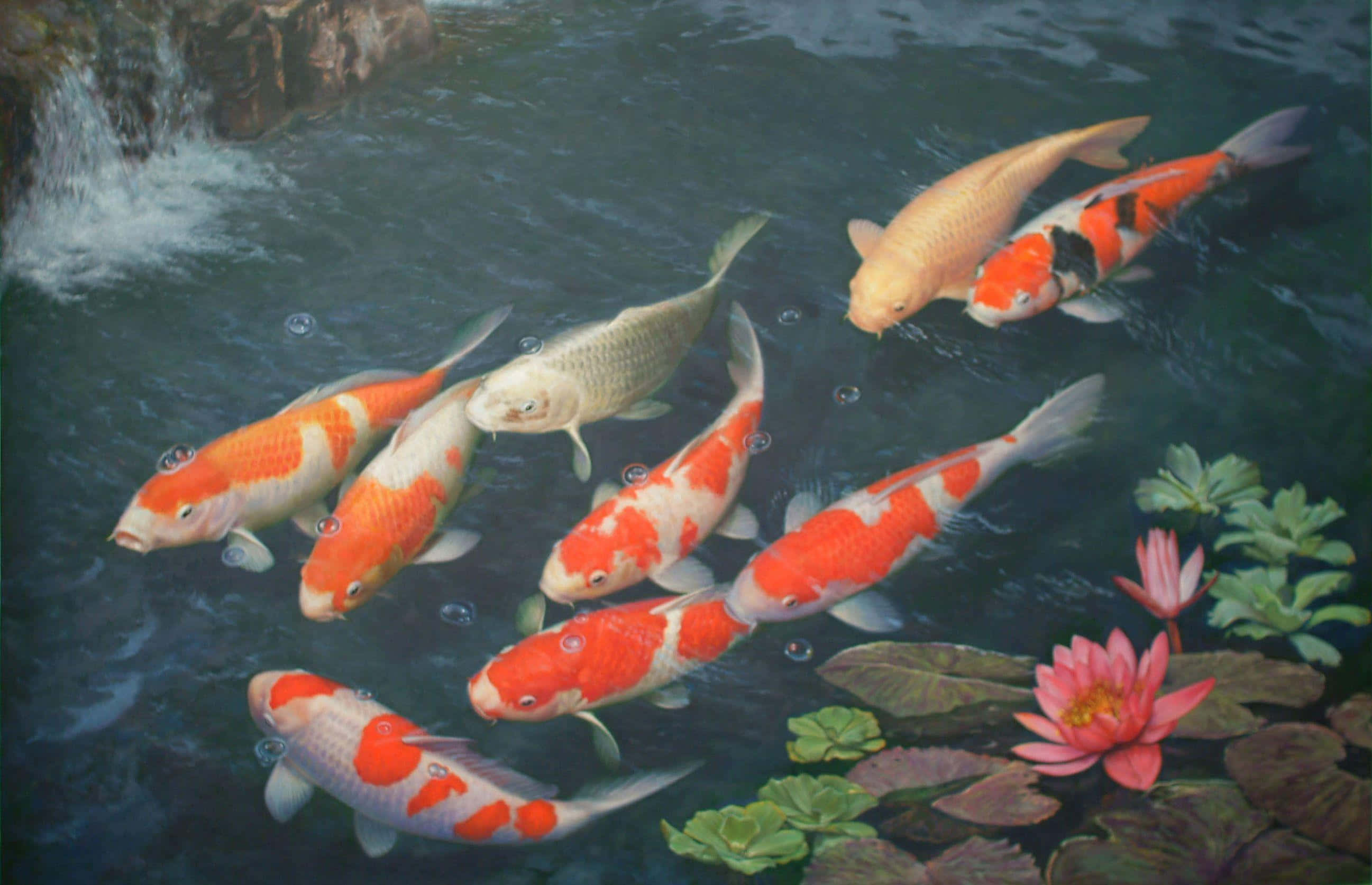 Colorful koi fish swim near pink water lilies in a tranquil pond with a small waterfall. — Koi Fish Background