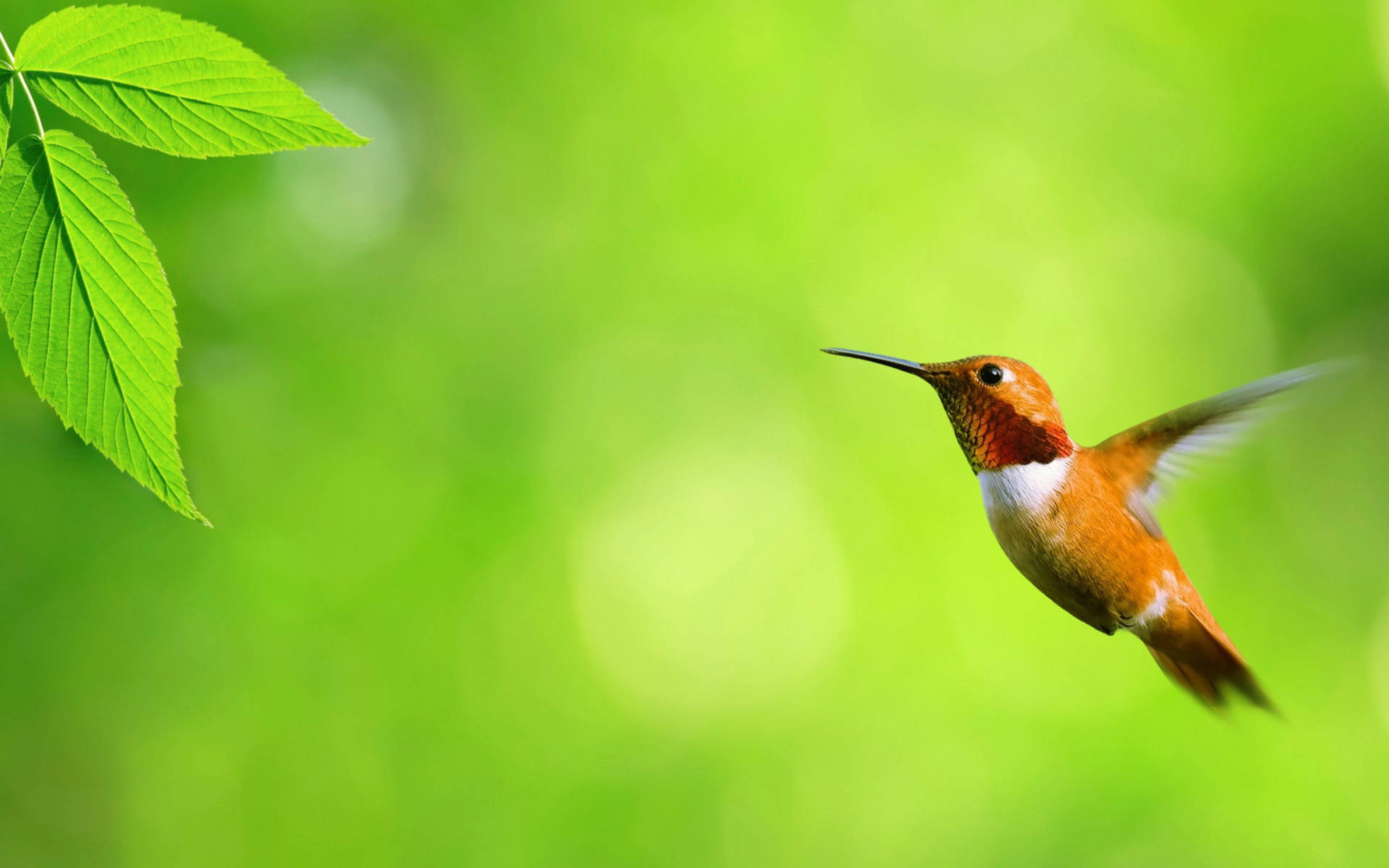 Kolibri Hintergrundbilder