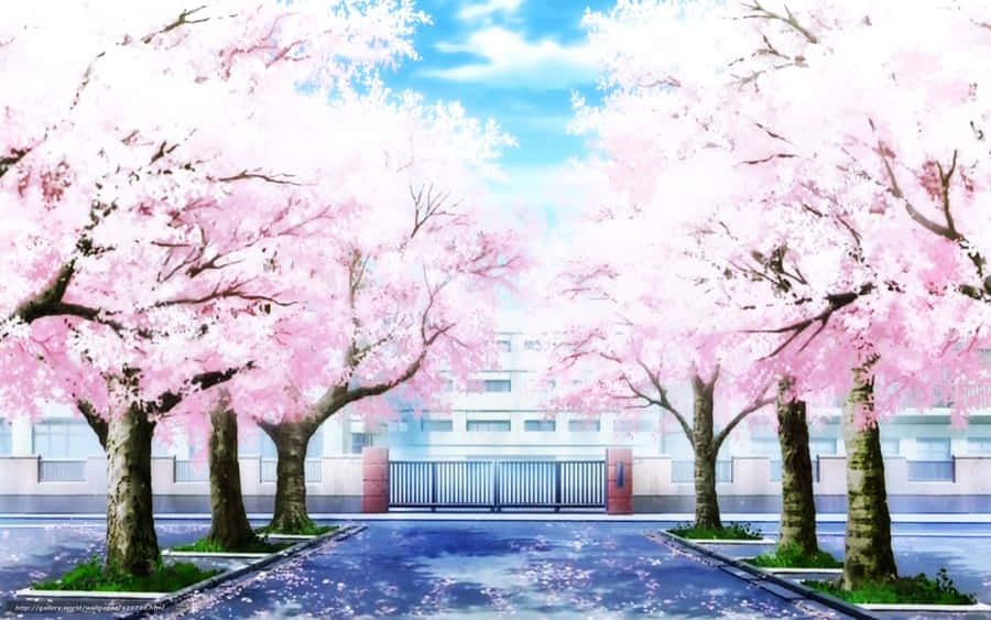 Körsbärsblommor Anime Landskap Wallpaper