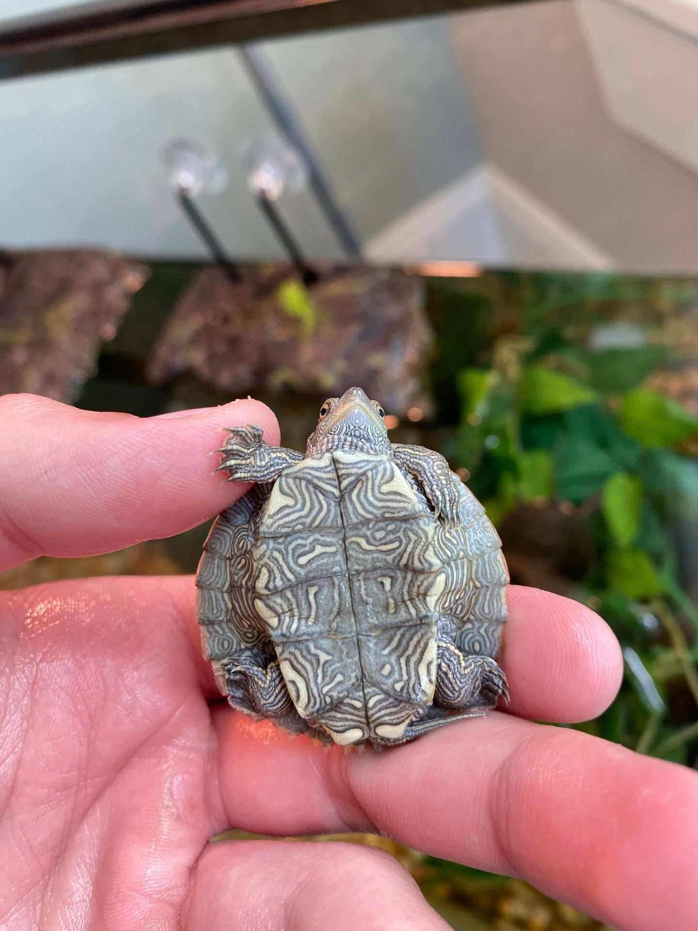Kort Skildpadde Billeder