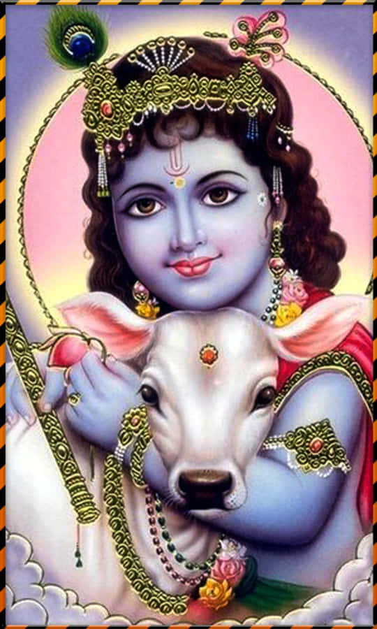 Blåhudet gud Krishna holder en kalv prydet med smykker mod en pink glorie. — Krishna Ji Wallpapers