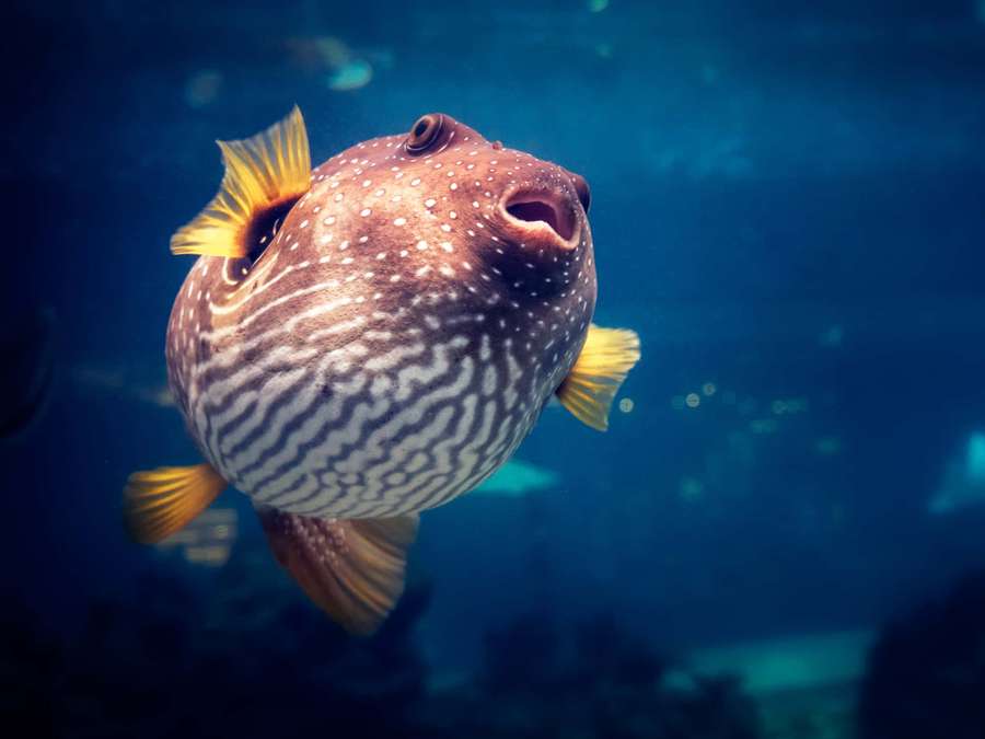 Ein gefleckter Kugelfisch mit gelben Flossen schwimmt in tiefblauem Ozeanwasser. — Kugelfisch Wallpaper