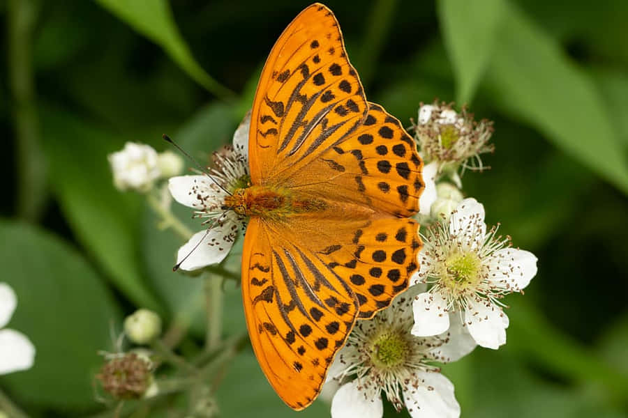 Kupu-kupu Fritillary Wallpaper