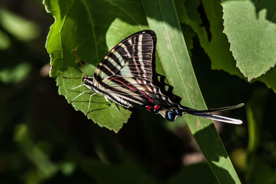 Kupu-kupu Zebra Swallowtail Wallpaper