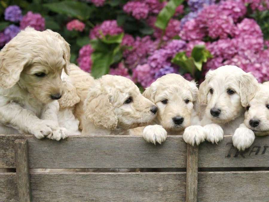 Fünf goldene Welpen, die über einen Holzzaun mit lila Blumen dahinter schauen. — Labradoodle Bilder