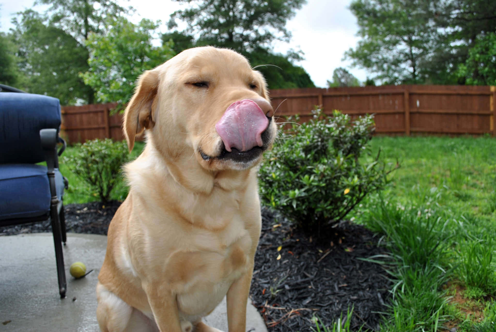 Labrador Kuning Wallpaper