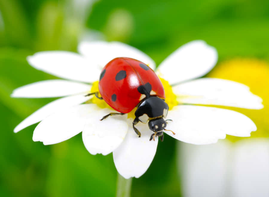 En röd nyckelpiga på en vit prästkrageblomma med grön bakgrund. — Nyckelpiga bilder Bakgrundsbilder